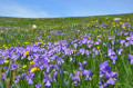 Prairie Fleurie