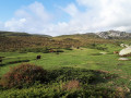 Prairie verte