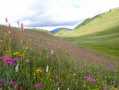 Prairies fleuries