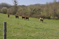 Pré à vaches en montant vers la Forge