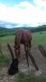 Chevaux
