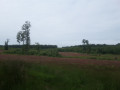 Promenade vers les prés du Rondia