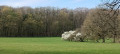 Premier arbre fleuri du printemps