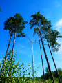 Belgium&rsquo;s first forest wind farm