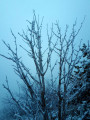 Première neige