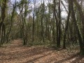 Près de la sortie de la forêt