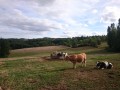 Près du chateau du Haut Poirier