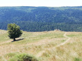 presque à Camprieu