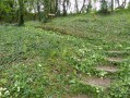 Primevères et jacynthes
