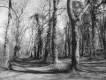 Promenade dans le Bois de Boulogne