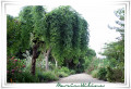 Promenade fleurie