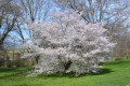 Prunus