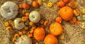 Pumpkins on a bed of straw