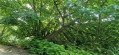 Quand l'arbre boit