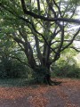 Quelques arbres remarquables