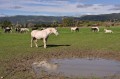 Quelques chevaux