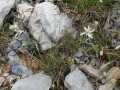 Quelques edelweiss