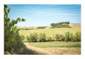 Rabastens Nord - Coteaux -2019--1 Rabastens Nord - Coteaux -2019--1