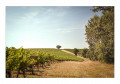 Rabastens Nord - Coteaux -2019--3 Rabastens Nord - Coteaux -2019--3