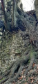 Racines des hêtres sur l'ancienne tour