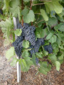 Raisins de Champagne