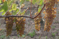 Golden grapes