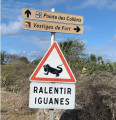 Ralentir iguanes