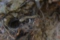 Rancontre dans les rochers Rancontre dans les rochers