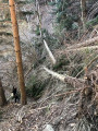 Les arbres du haut Conflent Les arbres du haut Conflent