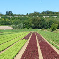 Sous les Terrasses de Saint-Germain-en-Laye