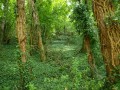 Rangée d'arbres