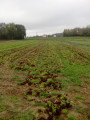 Rangs de salade