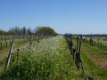 Rangs de vigne Rangs de vigne