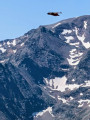 Bird of prey near the summit