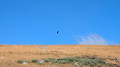 Rapace sur les hauteur de l'Aubrac