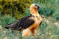 Rapace