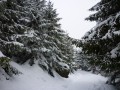 Neige