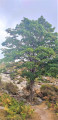 Rare arbre aussi haut sur le Plateau