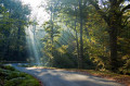 À la découverte de la Forêt Domaniale de Mervent À la découverte de la Forêt Domaniale de Mervent