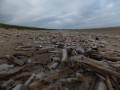 Razor shells on the beach