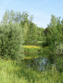 Reflets dans l'eau