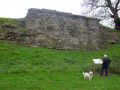 Remaining wall of Venta Icenorum