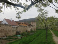 Le tour de Kaysersberg et ses vignobles