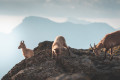 Rencontre au sommet