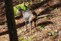 Chamois