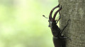 Rencontre d'un lucane cerf-volant