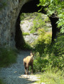 Rencontre inattendue
