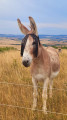 Rencontre sur la plateau calcaire