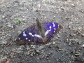 Rencontre sur le sentier