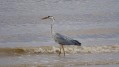 Rencontre sur les rives de la Gironde